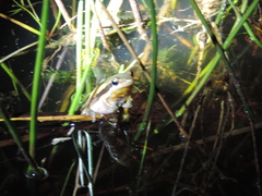 Litoria adelaidensis