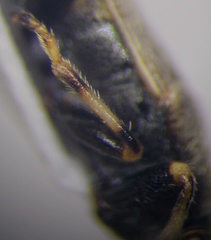 Heterogaster cathariae