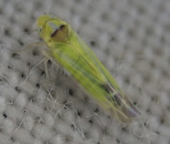 Lindbergina aurovittata