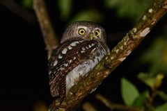 Glaucidium capense ngamiense