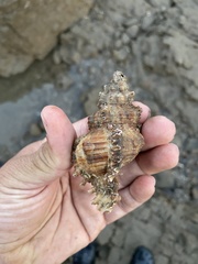 Chicoreus torrefactus