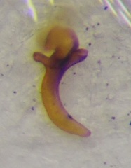 Heterogaster cathariae