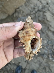 Chicoreus torrefactus