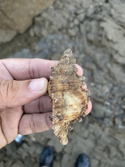 Chicoreus torrefactus