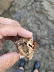 Chicoreus torrefactus