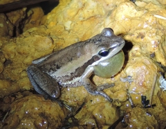 Litoria adelaidensis