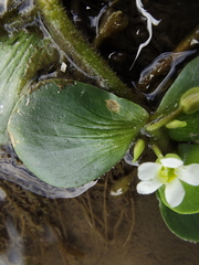 Bacopa salzmannii