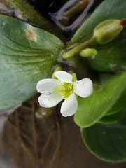 Bacopa salzmannii