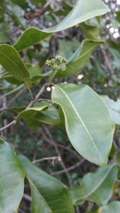 Melicope madagascariensis image