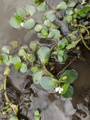 Bacopa salzmannii