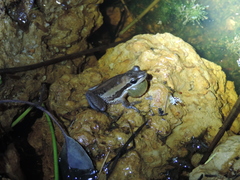 Litoria adelaidensis