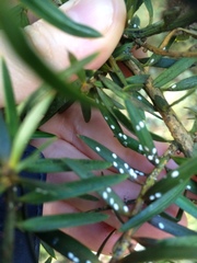 Madarococcus totarae