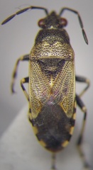 Heterogaster cathariae