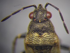 Heterogaster cathariae