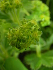 Alchemilla xanthochlora