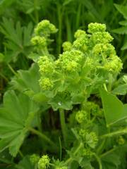 Alchemilla xanthochlora