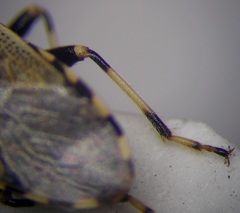 Heterogaster cathariae