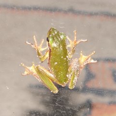 Litoria adelaidensis