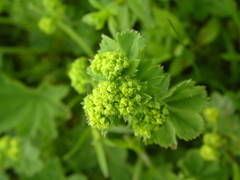 Alchemilla xanthochlora