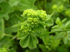 Alchemilla xanthochlora