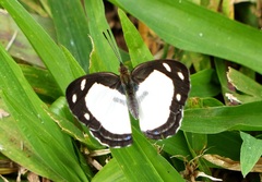 Dynamine athemon athemaena