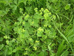 Alchemilla xanthochlora