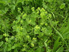 Alchemilla xanthochlora