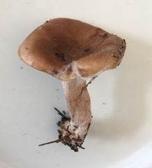 Lactarius imperceptus