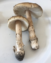 Amanita variicolor