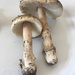 Piebald Ringless Amanita - Photo (c) Sigrid Jakob, some rights reserved (CC BY), uploaded by Sigrid Jakob