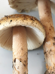 Amanita variicolor