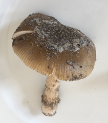 Amanita variicolor