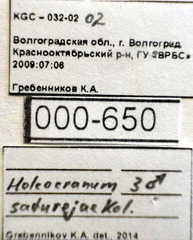 Holcocranum saturejae