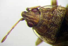 Holcocranum saturejae