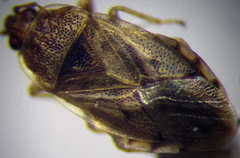 Holcocranum saturejae