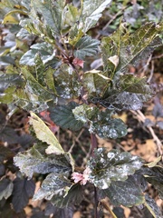 Podosphaera physocarpi