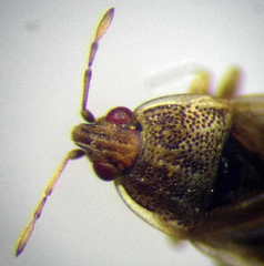 Holcocranum saturejae