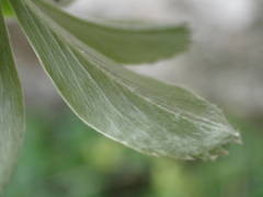 Alchemilla saxatilis