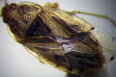 Holcocranum saturejae