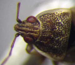 Holcocranum saturejae