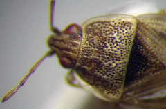 Holcocranum saturejae