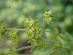 Alchemilla saxatilis