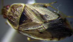 Holcocranum saturejae