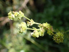Alchemilla saxatilis