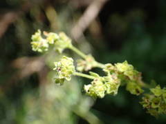 Alchemilla saxatilis