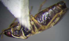 Holcocranum saturejae