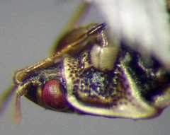 Holcocranum saturejae