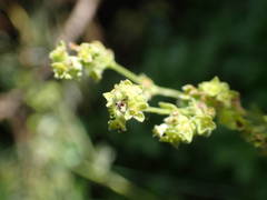 Alchemilla saxatilis