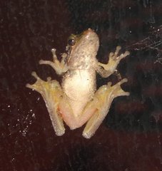 Litoria adelaidensis
