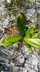 Danais volubilis image